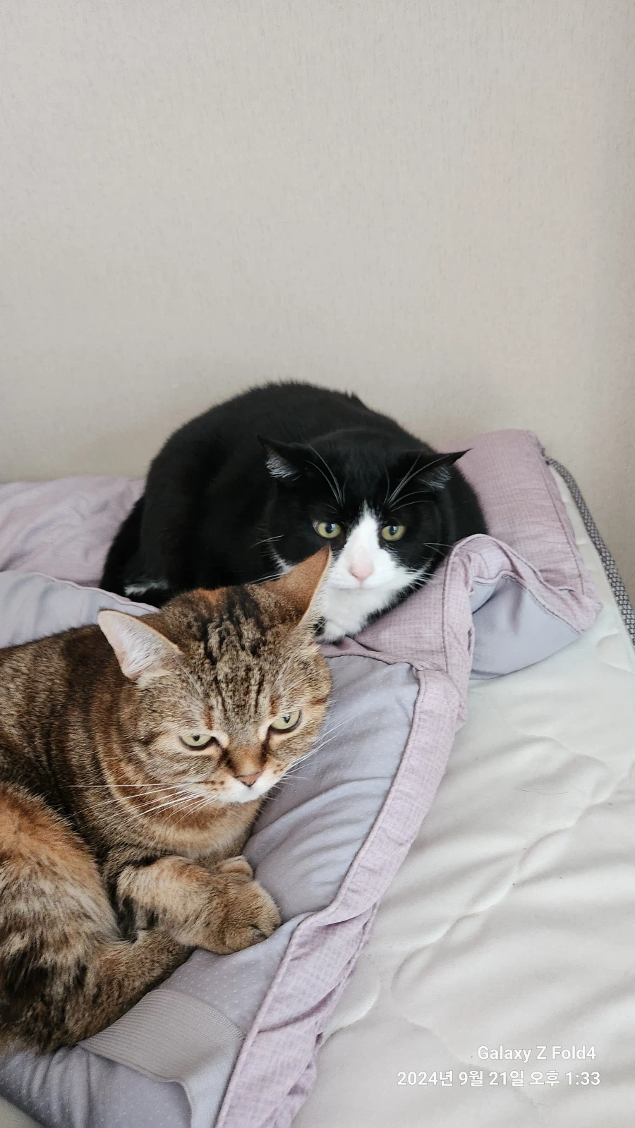 고앵이 자랑2_13.webp