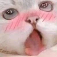 네코미미 소녀가 되는 방법_2.webp