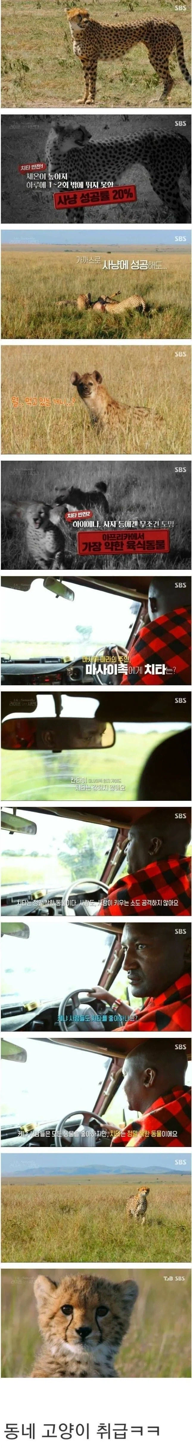 그냥 넓은 땅에 풀어 놓은 좀 큰 고양이_1.webp