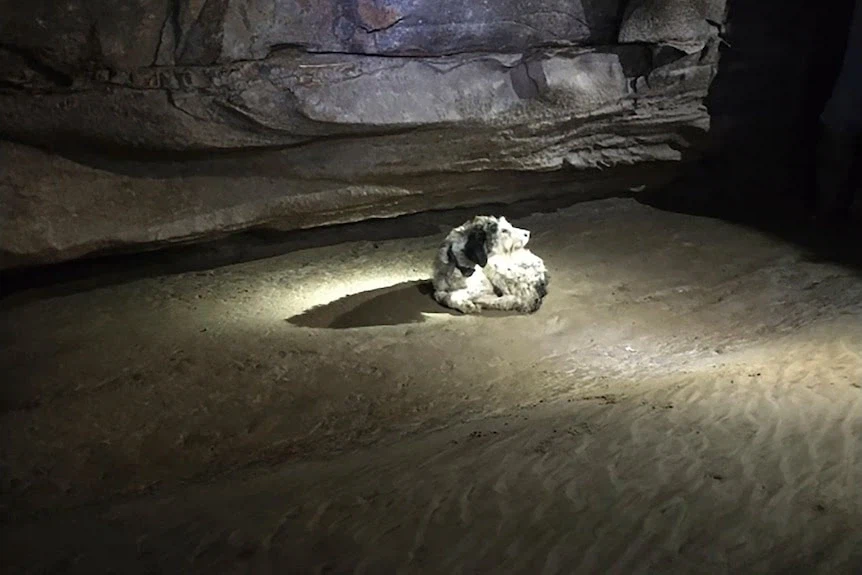 지하동굴 탐험하다가 발견 된 생물.jpg_1.webp