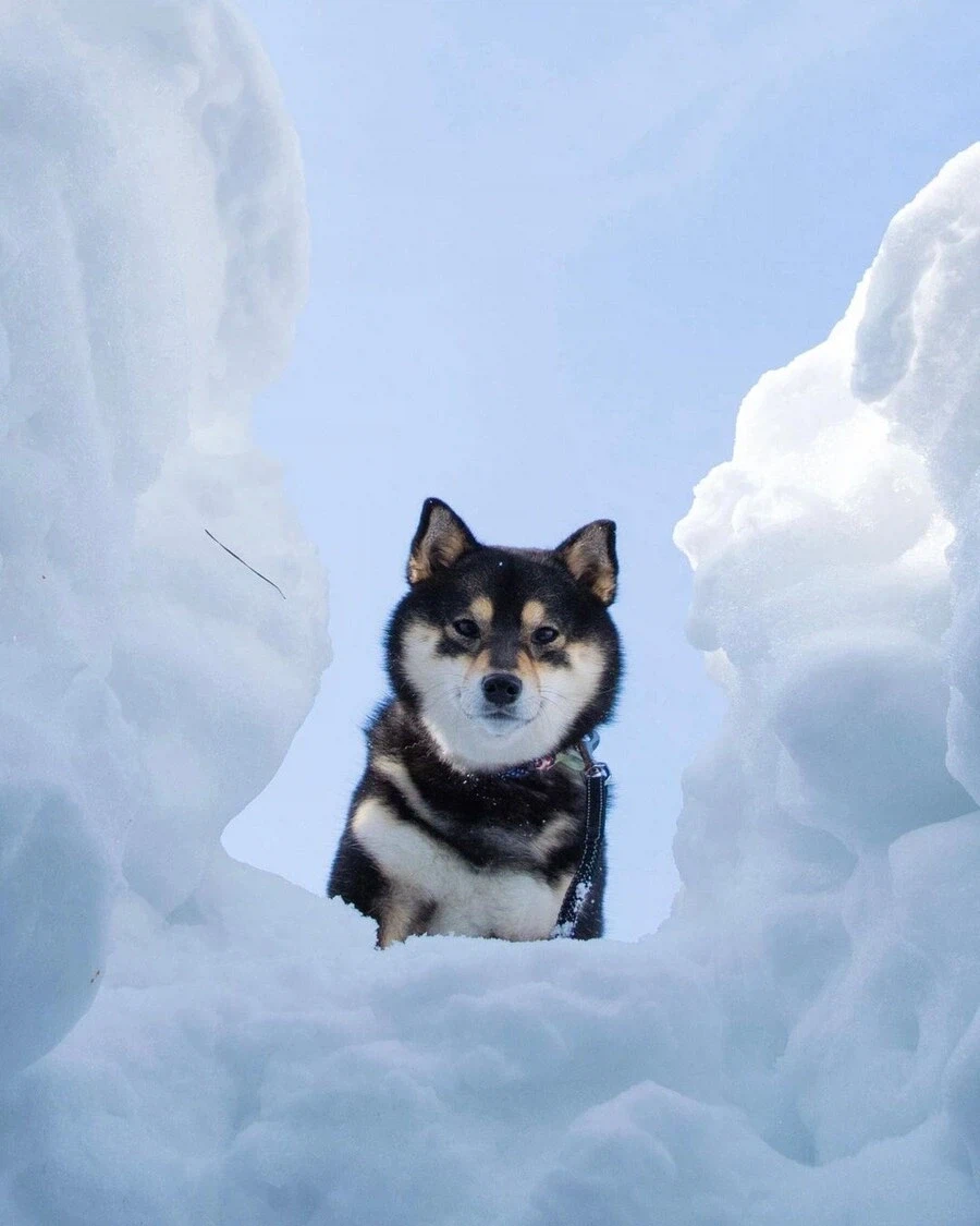 멍멍아 잘왔다 구조대좀 불러줘_2.webp