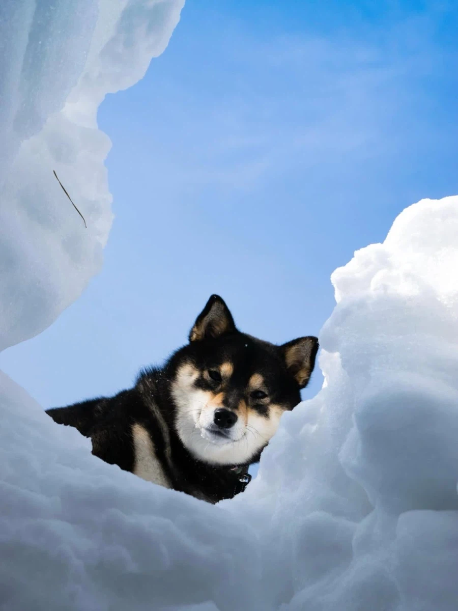 멍멍아 잘왔다 구조대좀 불러줘_3.webp