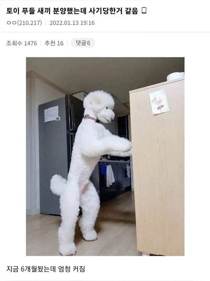 강아지 분양 사기당했다는 글_1.webp