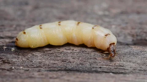 폴아웃)혐) 거대개미 의외의 사실_6.webp