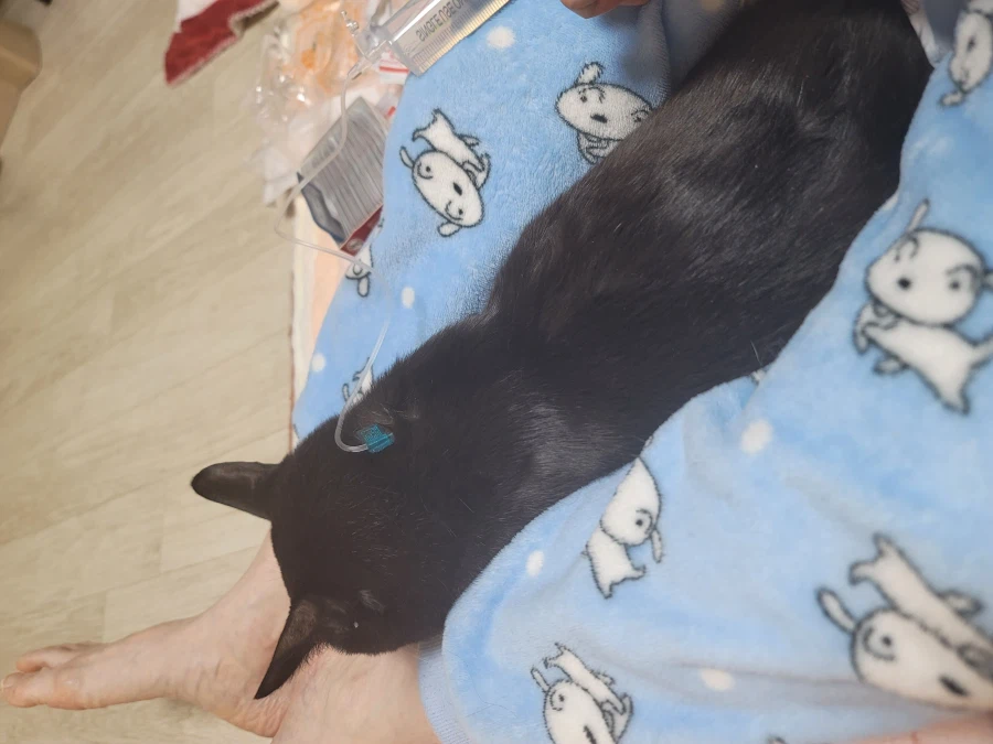 집에서 진료 받기_3.webp