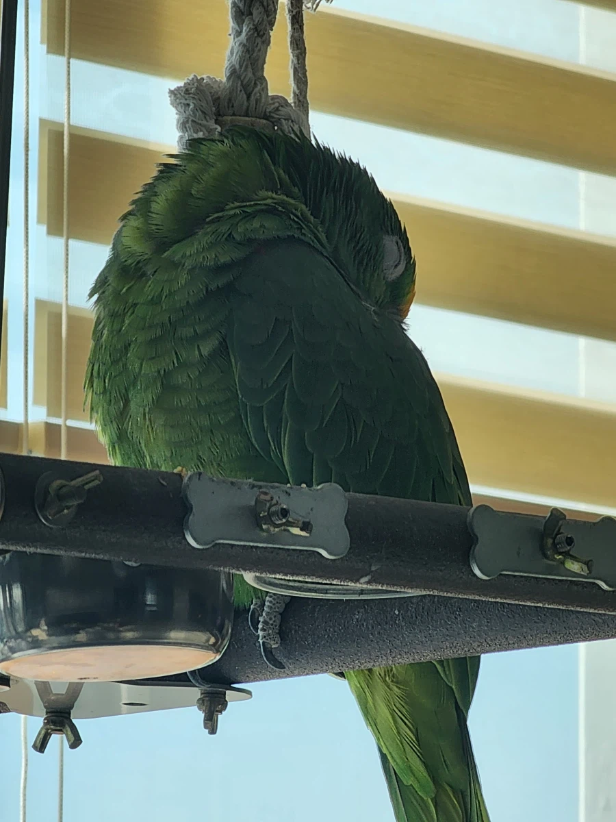 앵무새)도 낮잠을 잔다_1.webp