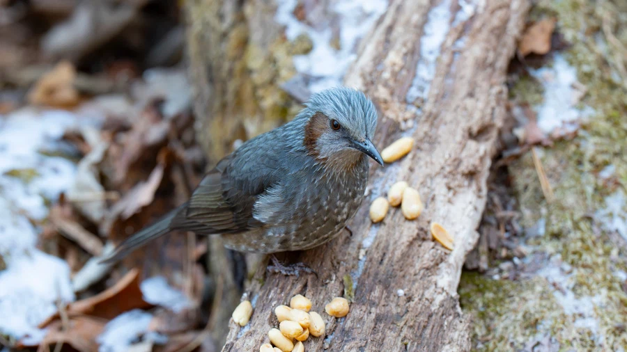 오랜만에 찍은 직박구리(고화질) 입니다._1.webp