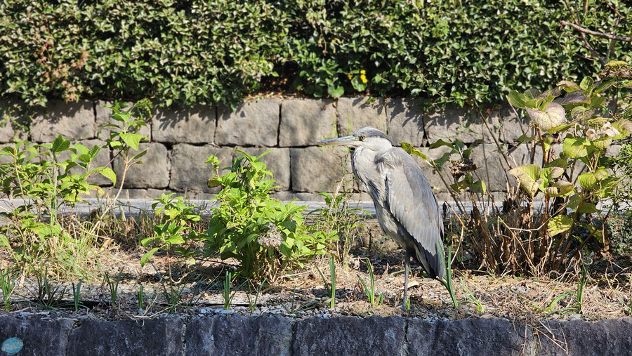 어디서 가본듯한 그 장소들?.. 후쿠오카 4~5일차 (完)_36.jpg