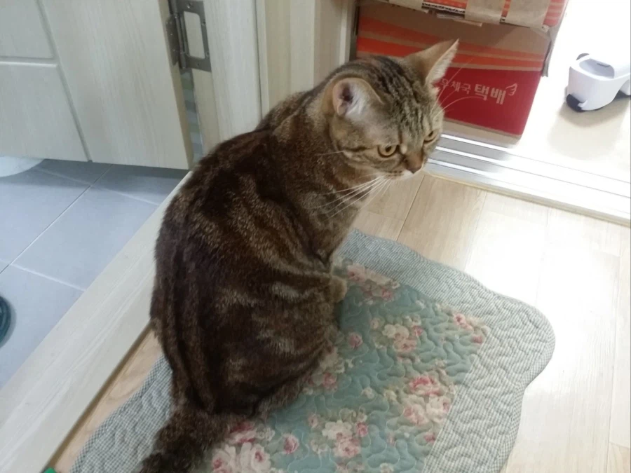 고앵이 자랑3_2.webp