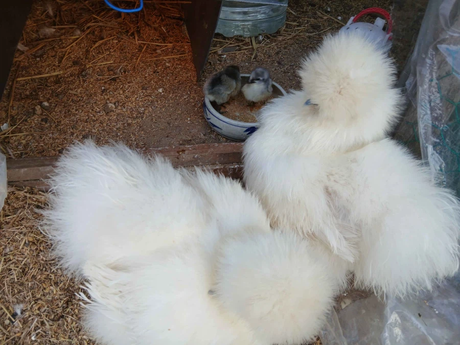 한창 삐약거리는 병아리 2마리 올리기_1.webp