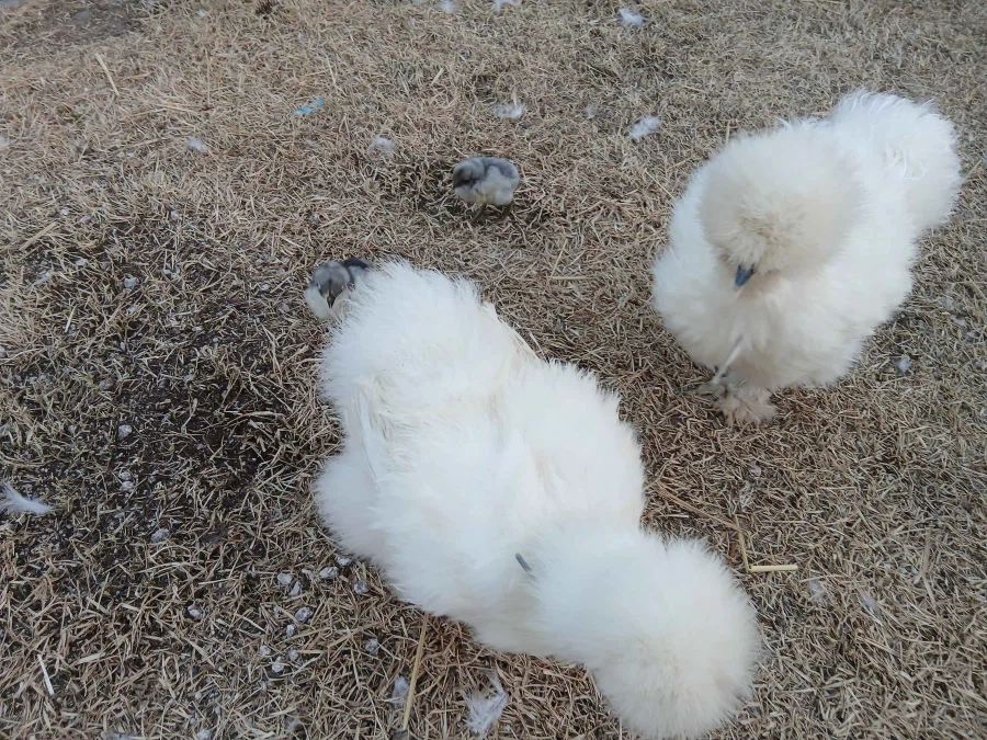 한창 삐약거리는 병아리 2마리 올리기_2.webp