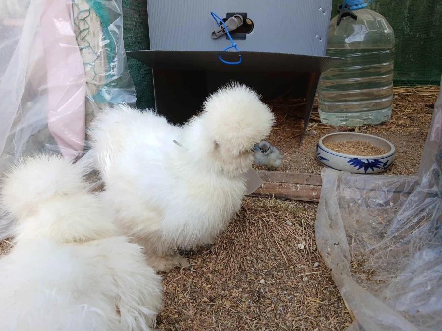 한창 삐약거리는 병아리 2마리 올리기_5.webp