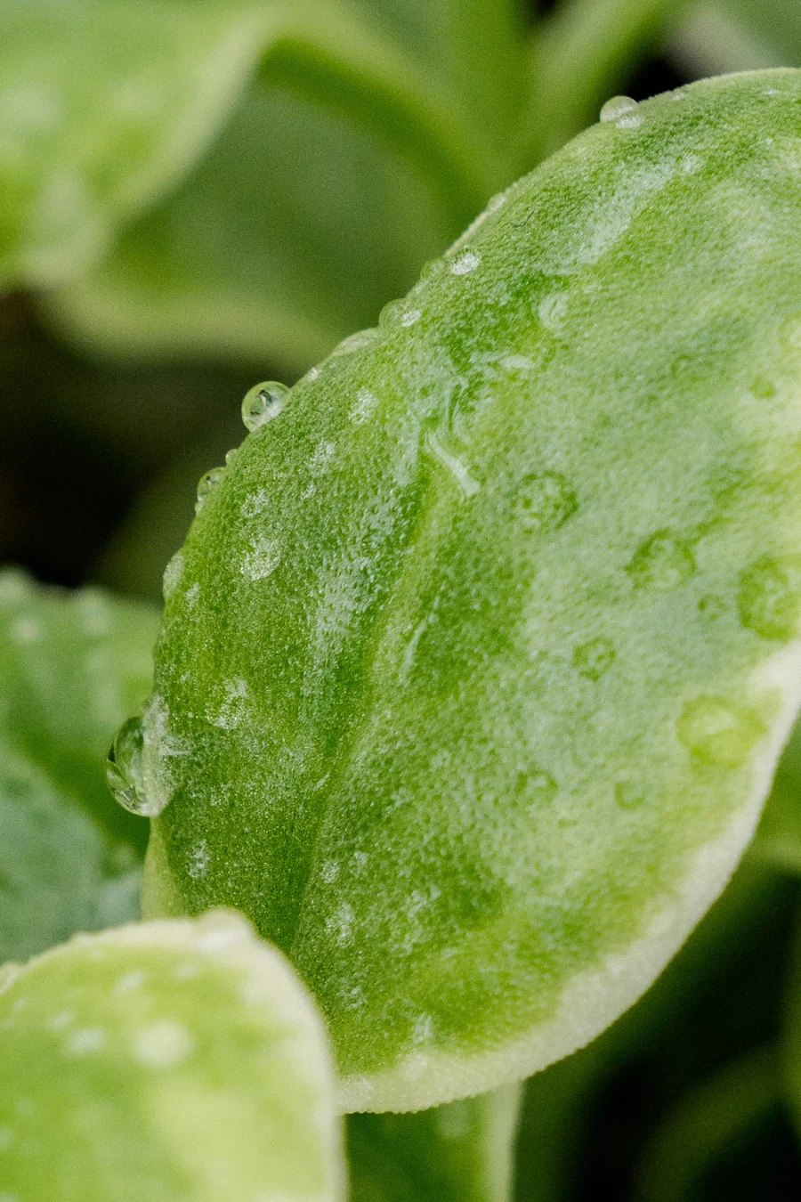 SEL2470GM2 | 표준 줌 렌즈 SEL2470GM2로 담아본 식물 접사_3.webp