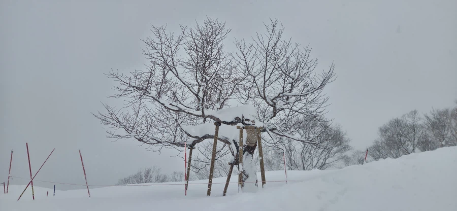 다른 눈이 보고 싶었던 오타루 여행기_25.webp