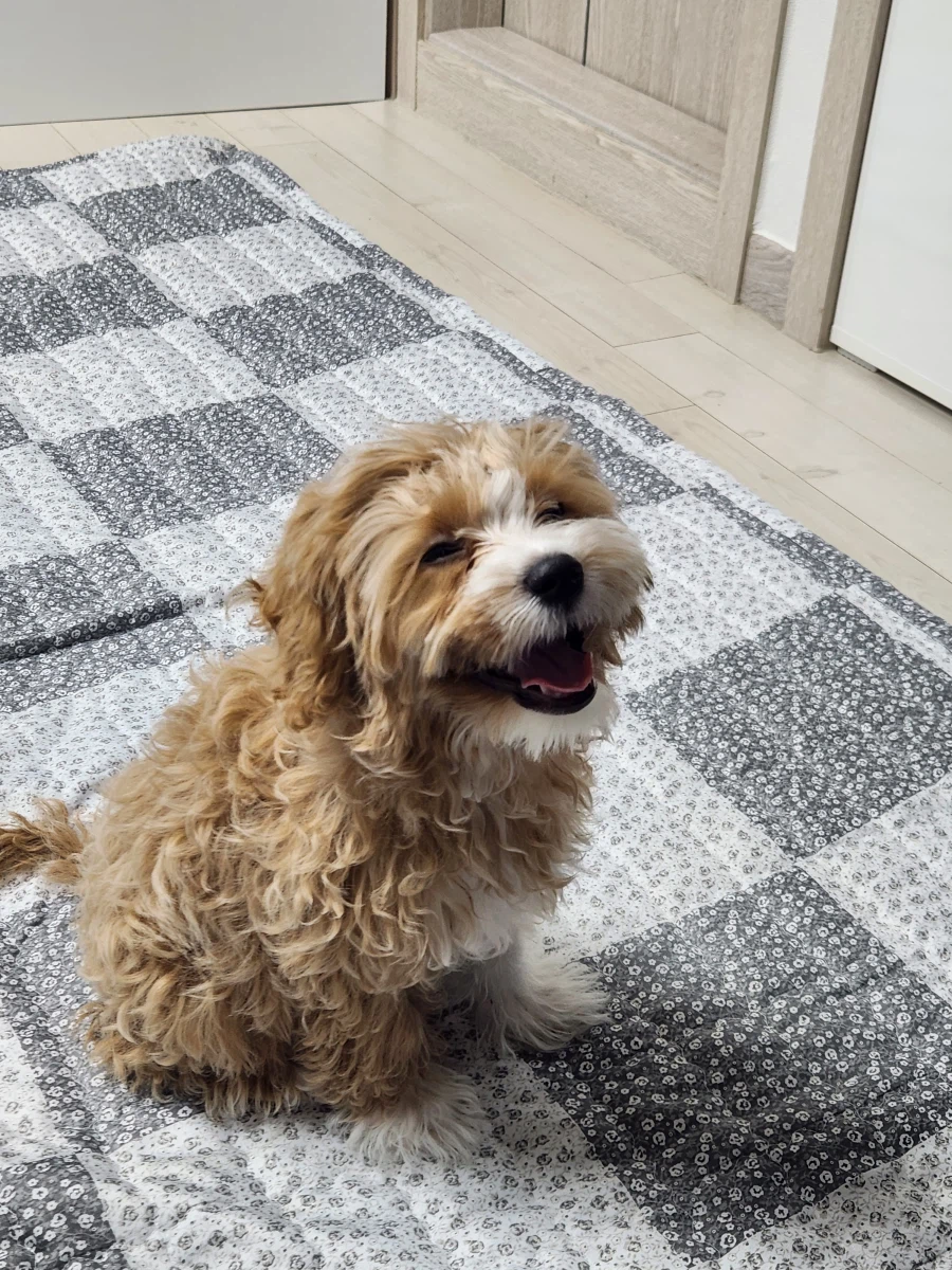 간만에 본가 가서 만나고 온_1.webp