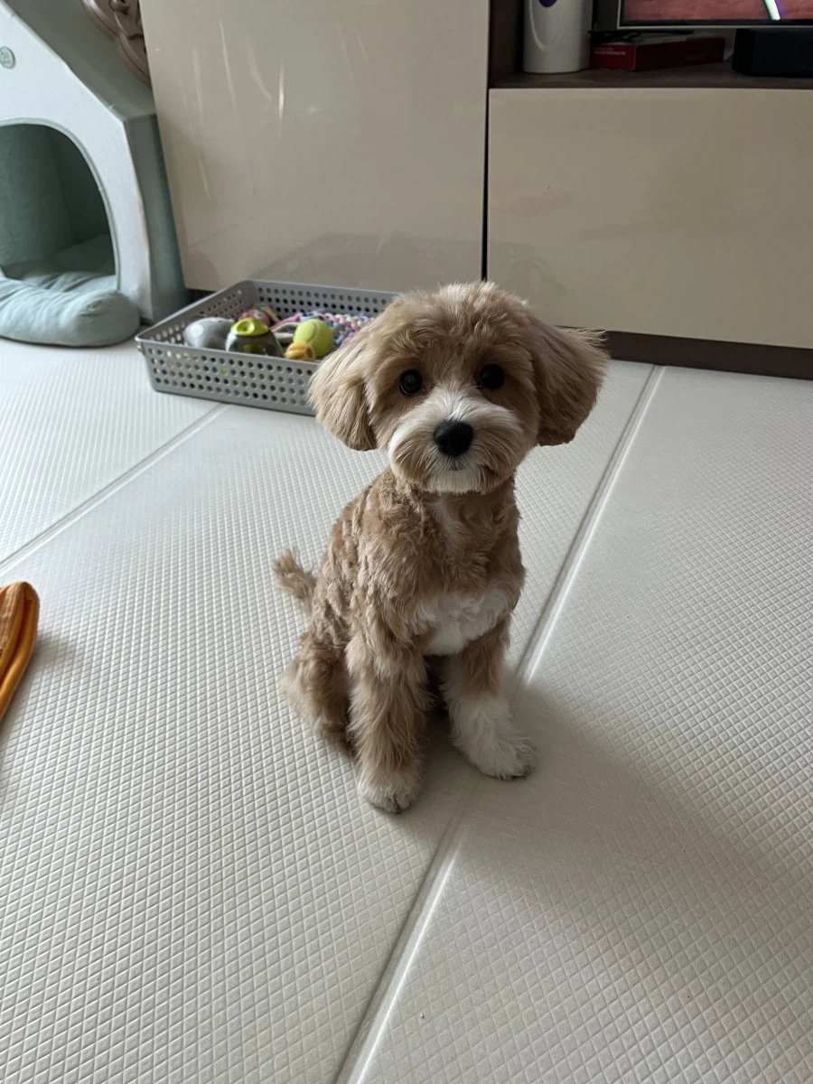 간만에 본가 가서 만나고 온_2.webp