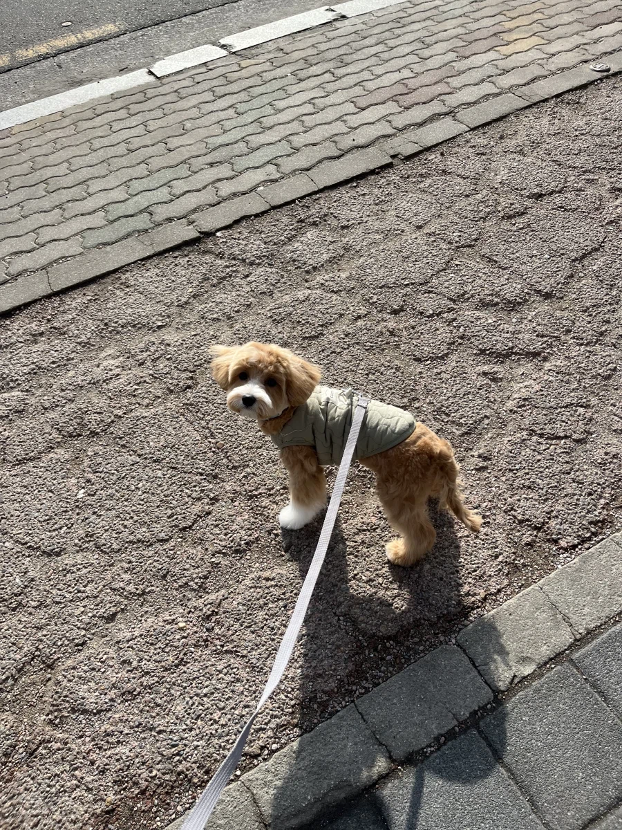 간만에 본가 가서 만나고 온_6.webp