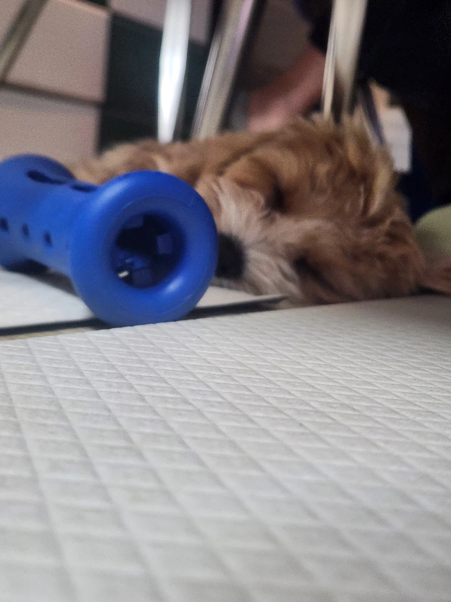 간만에 본가 가서 만나고 온_10.webp