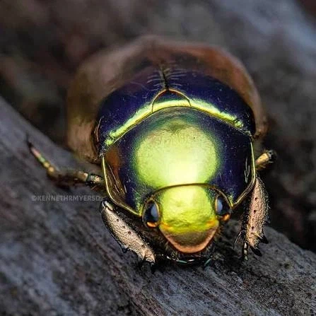 콜렉터들이 살아있는 황금 취급한다는 벌레_3.webp