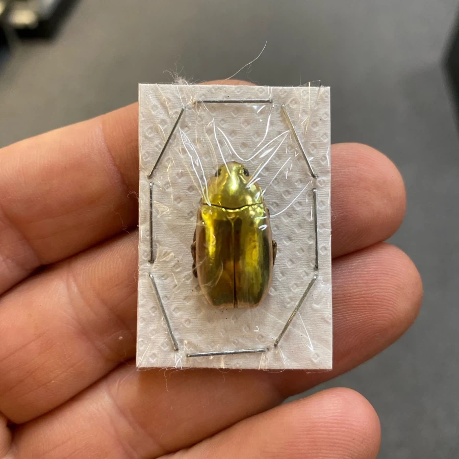 콜렉터들이 살아있는 황금 취급한다는 벌레_6.webp