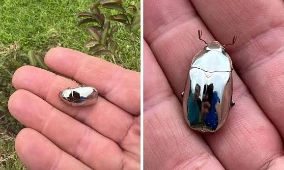 콜렉터들이 살아있는 황금 취급한다는 벌레_9.webp