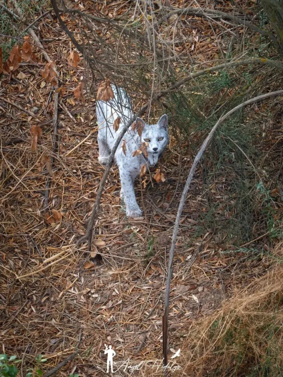 얼마 전 세계 최초로 공개 된 동물_2.webp