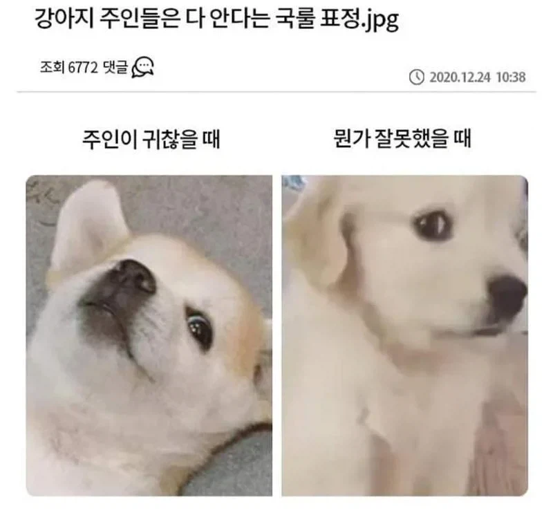강아지 주인들은 다 안다는 국룰 표정.jpg_1.webp