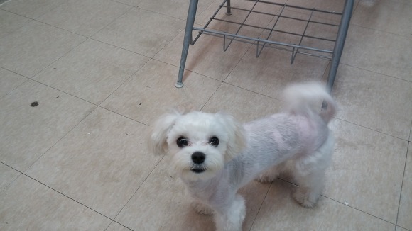 [실화] 대학생때 복돌이하고 친구먹은 썰.txt_1.jpg