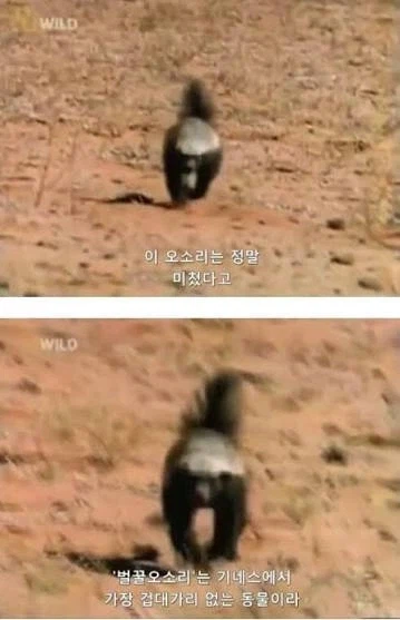 희주를 닮은 동물? 🦡_2.webp