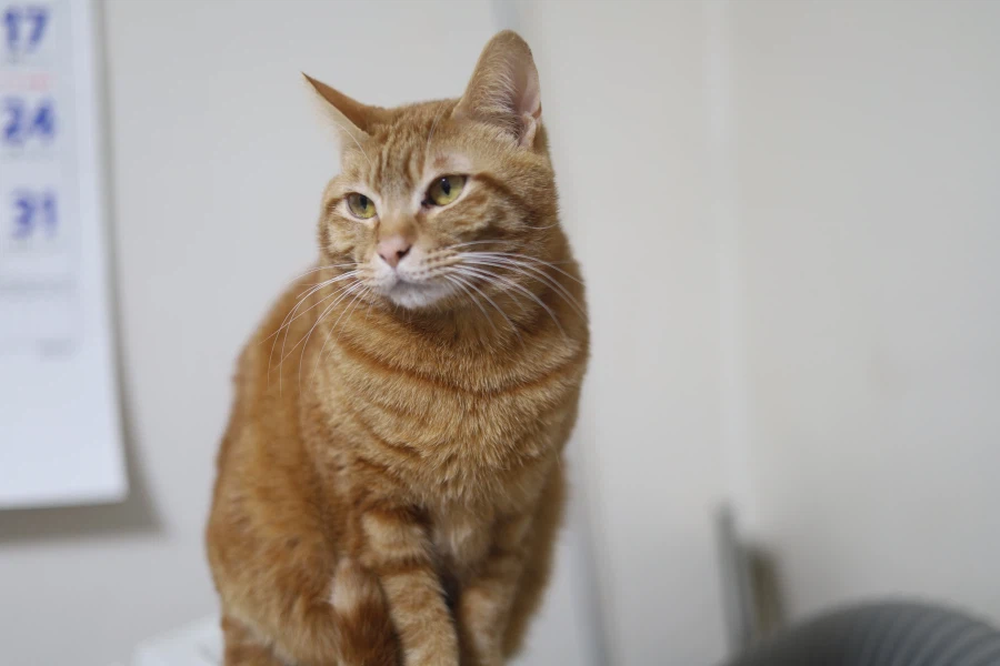 호식이두마리치킨(간장, 양념)_1.webp