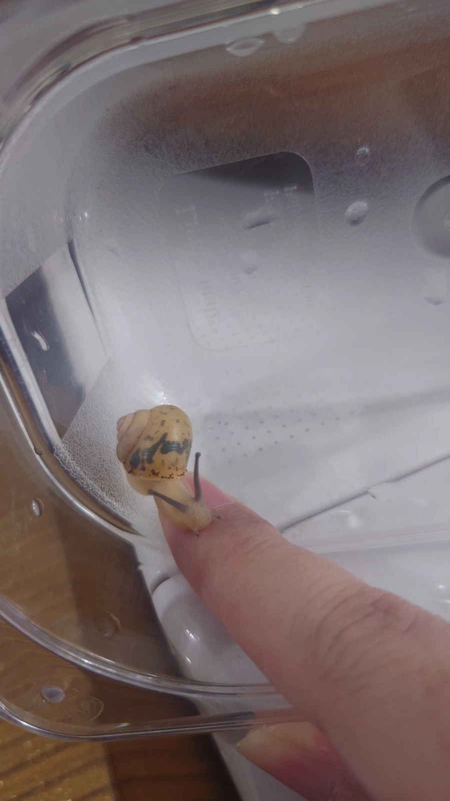 생후 5개월 된 달팽이_7.webp