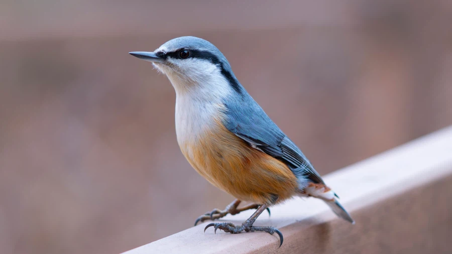 카메라로 새를 코앞에서 찍으면?_5.webp