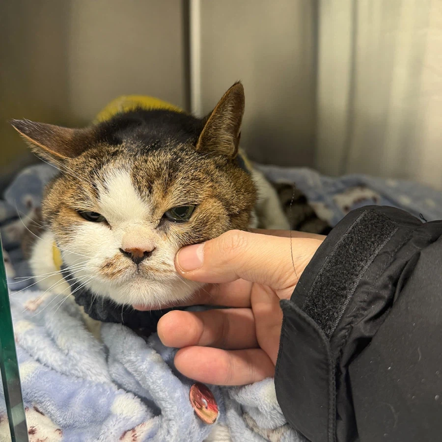 [2.4일 경과보고]제 첫 고양이 16살 아이가 아픕니다.._10.webp