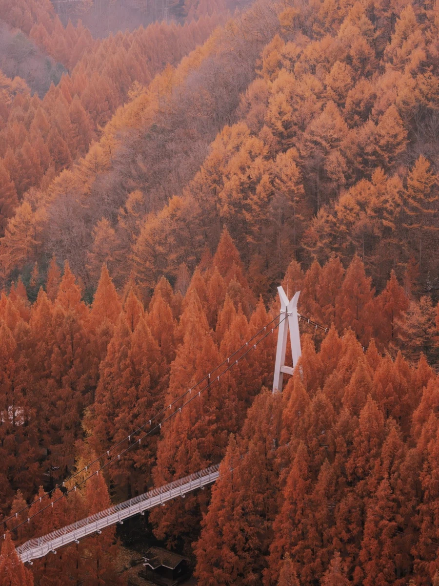 SEL2470GM2 | 붉게 물든 숲을 기억하는 방법_1.webp