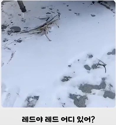 추운데 왜 또 나왔어~_1.webp