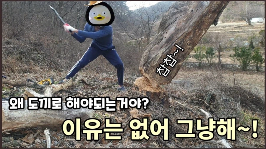 쇠도끼로도 베기 힘든 통나무를 석기시대때 잘만 베어낸 이유_1.webp