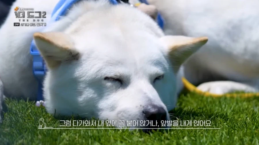 진돗개가 맘에든다는 외국 견주들.jpg_2.webp