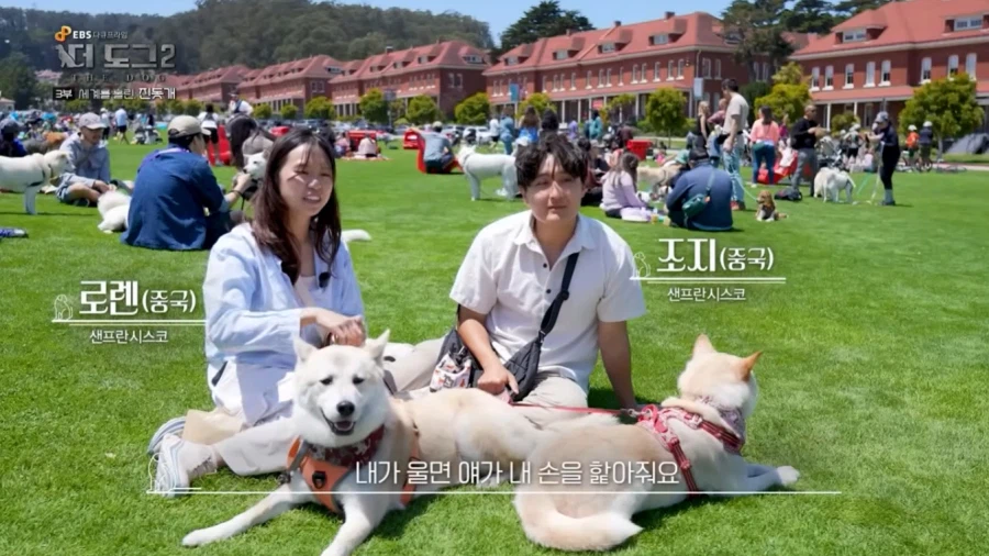 진돗개가 맘에든다는 외국 견주들.jpg_3.webp