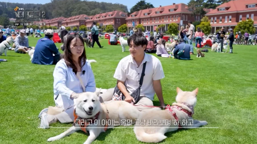 진돗개가 맘에든다는 외국 견주들.jpg_5.webp