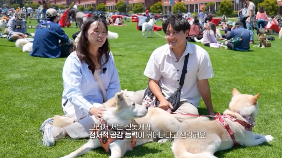 진돗개가 맘에든다는 외국 견주들.jpg_7.webp