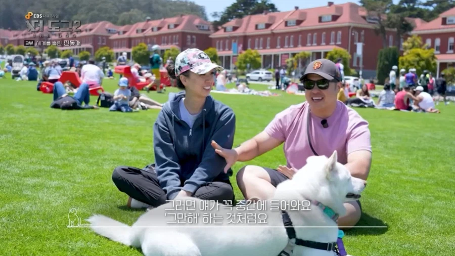 진돗개가 맘에든다는 외국 견주들.jpg_9.webp
