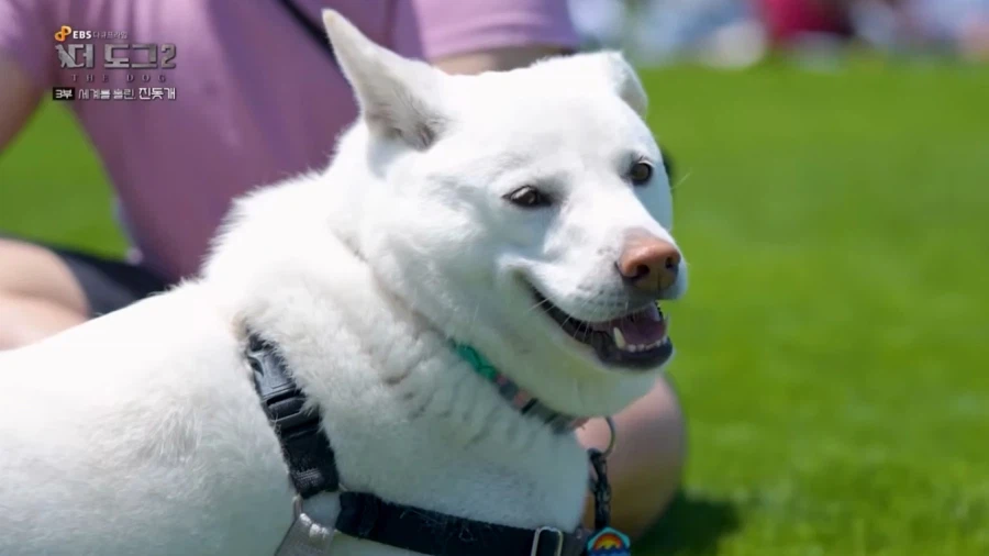 진돗개가 맘에든다는 외국 견주들.jpg_10.webp