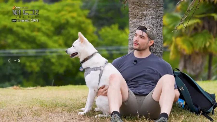 진돗개가 맘에든다는 외국 견주들.jpg_13.webp