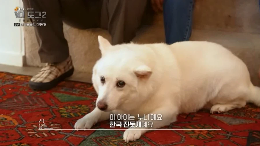 진돗개가 맘에든다는 외국 견주들.jpg_20.webp