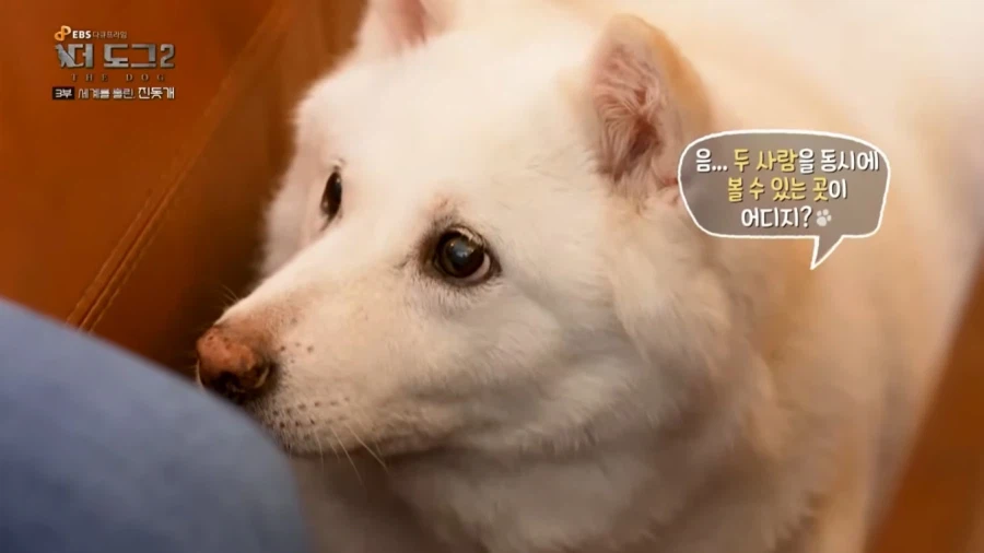 진돗개가 맘에든다는 외국 견주들.jpg_23.webp