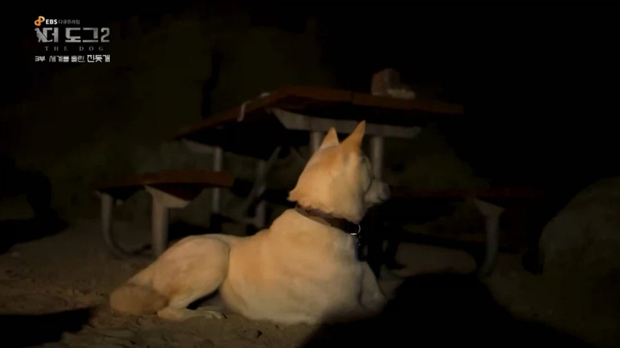 진돗개가 맘에든다는 외국 견주들.jpg_32.webp