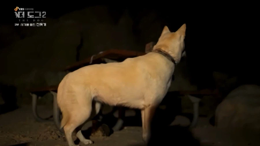 진돗개가 맘에든다는 외국 견주들.jpg_33.webp