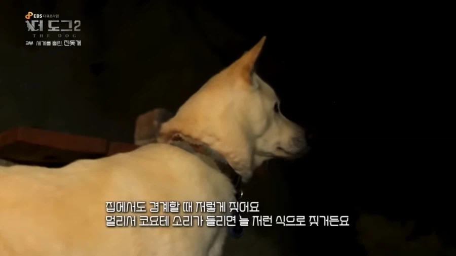 진돗개가 맘에든다는 외국 견주들.jpg_34.webp