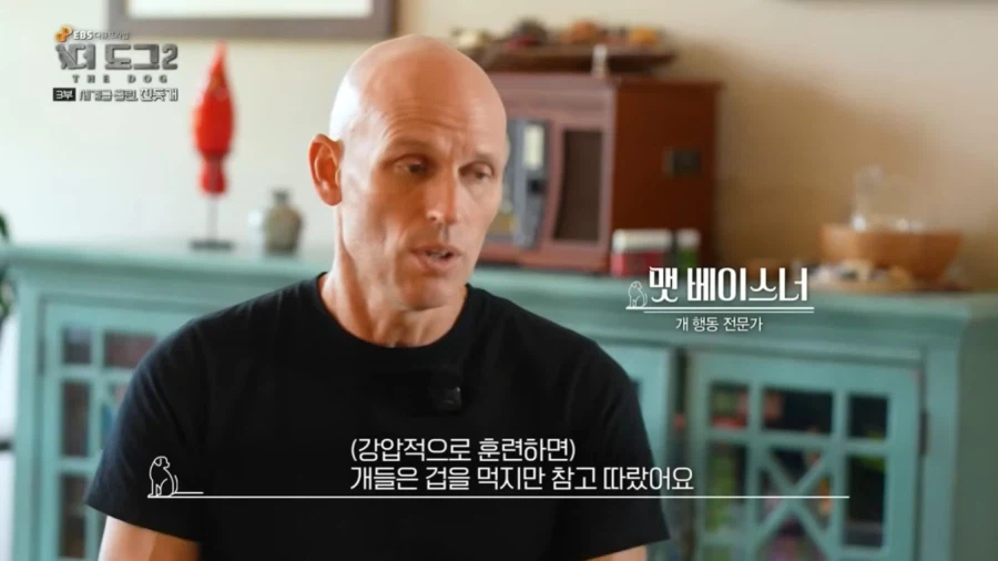 진돗개가 맘에든다는 외국 견주들.jpg_40.webp