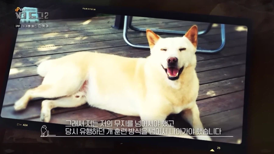 진돗개가 맘에든다는 외국 견주들.jpg_36.webp